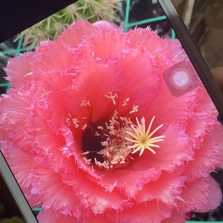 3-444 侧芽5公分左右毛花柱（20包邮）