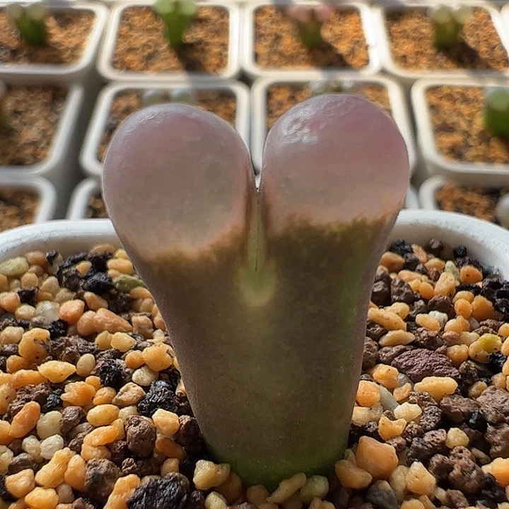 无花朵实生风铃玉27