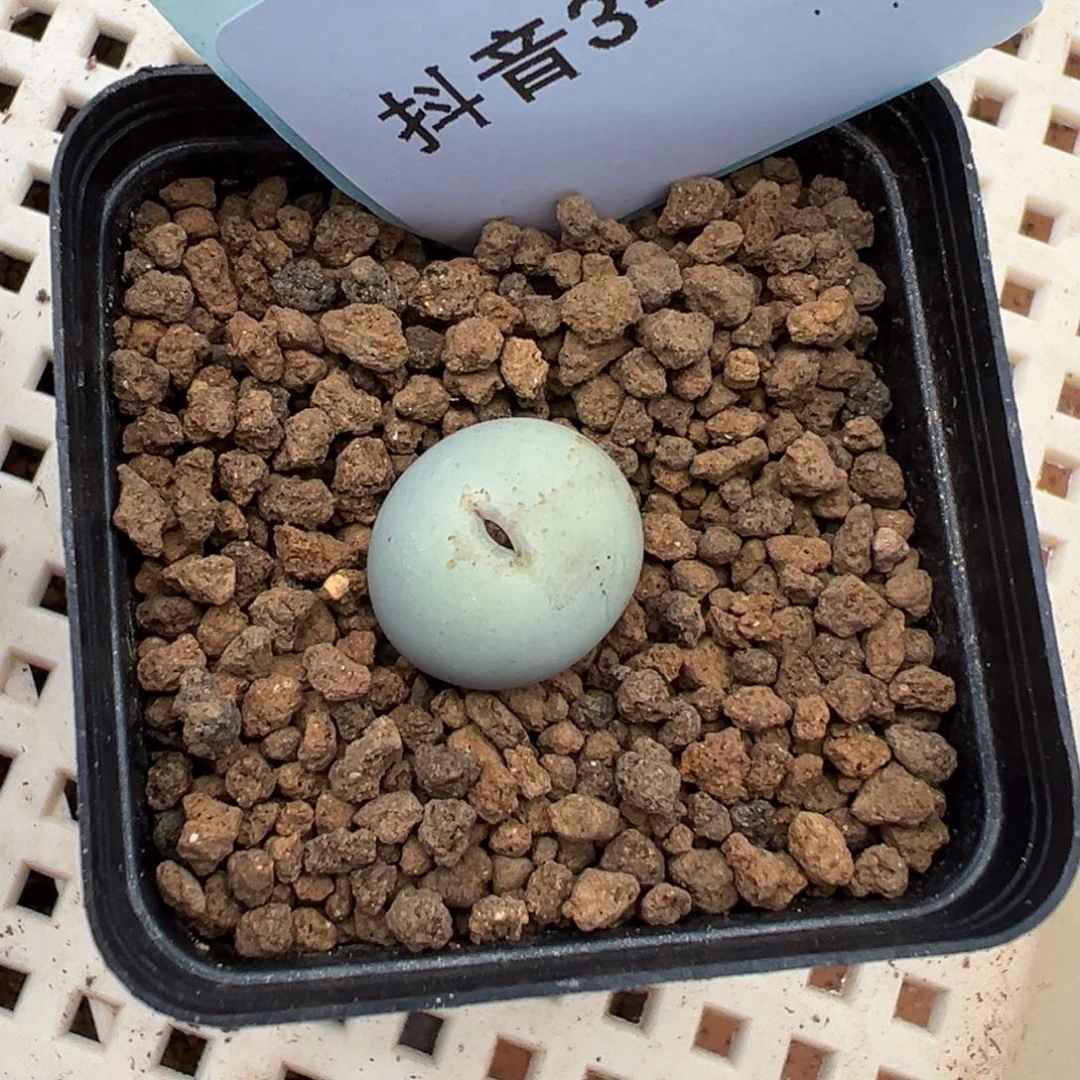 3-120肉锥多肉植物