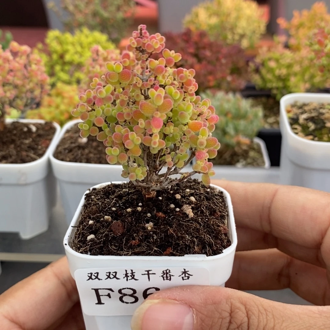866蜜橘。