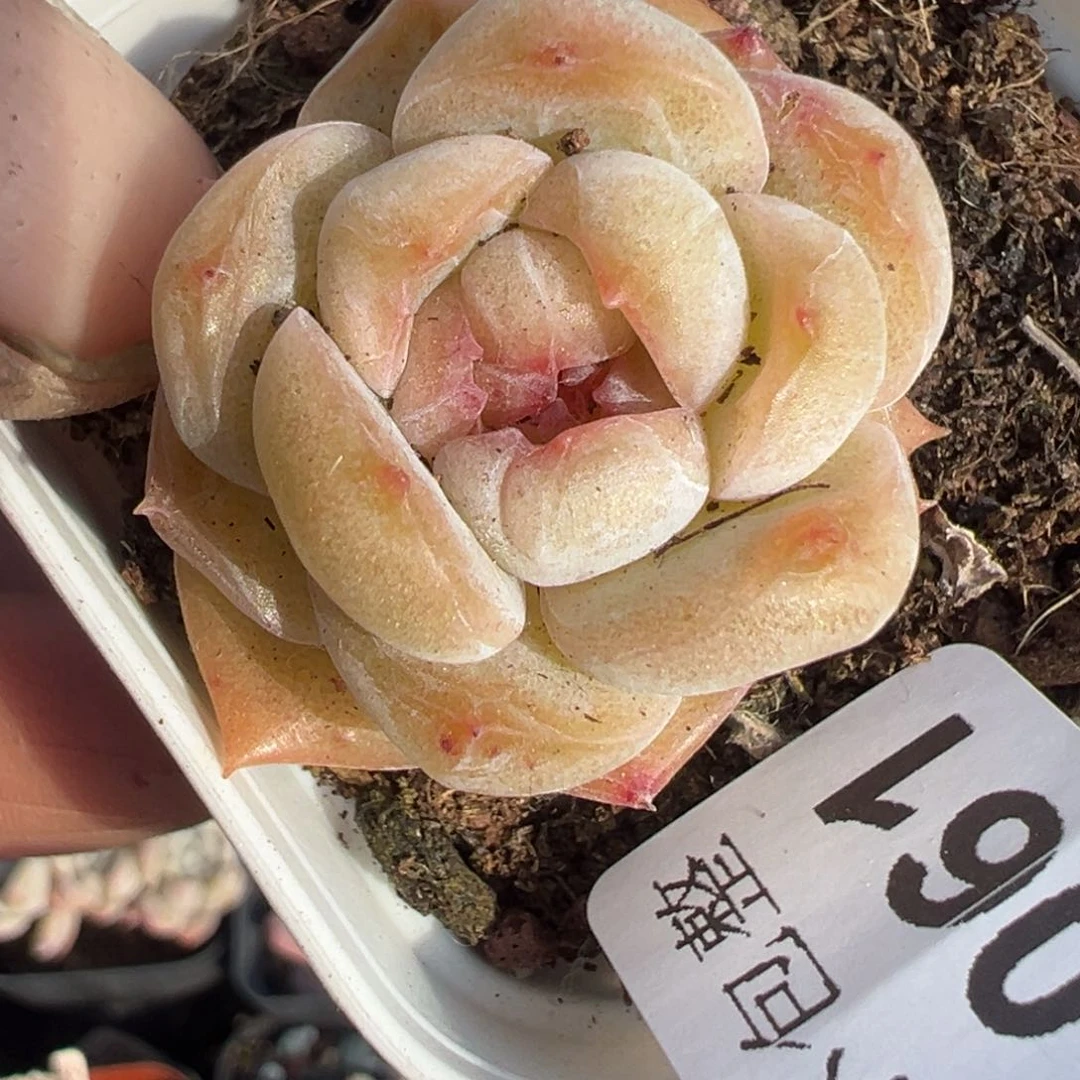 小卡拉米糖心一物一拍8-61