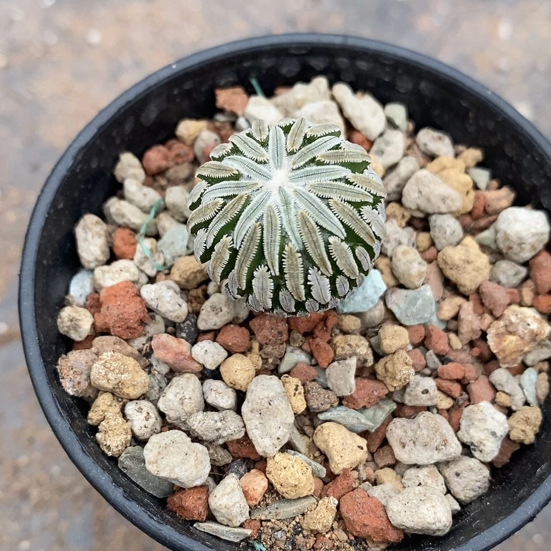 实生  金巧丸2.2公分左右一物一拍