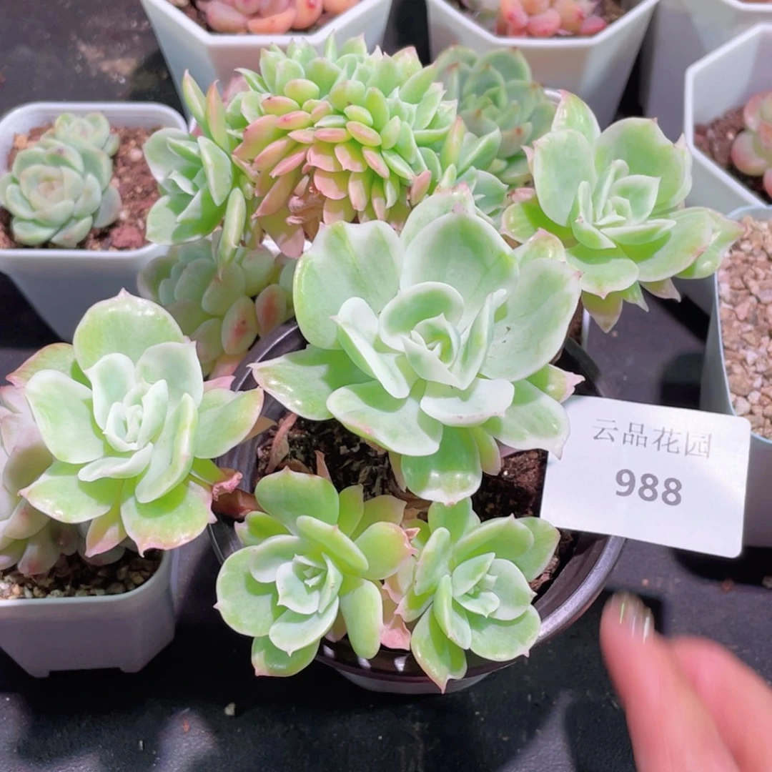 M****H988号糖心冰心珍妮 柠檬玫瑰锦缀