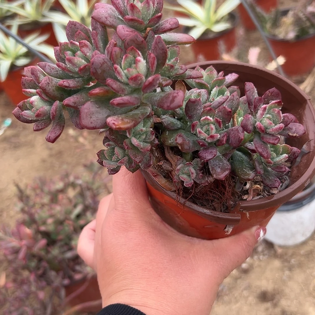 多肉植物红稚莲群