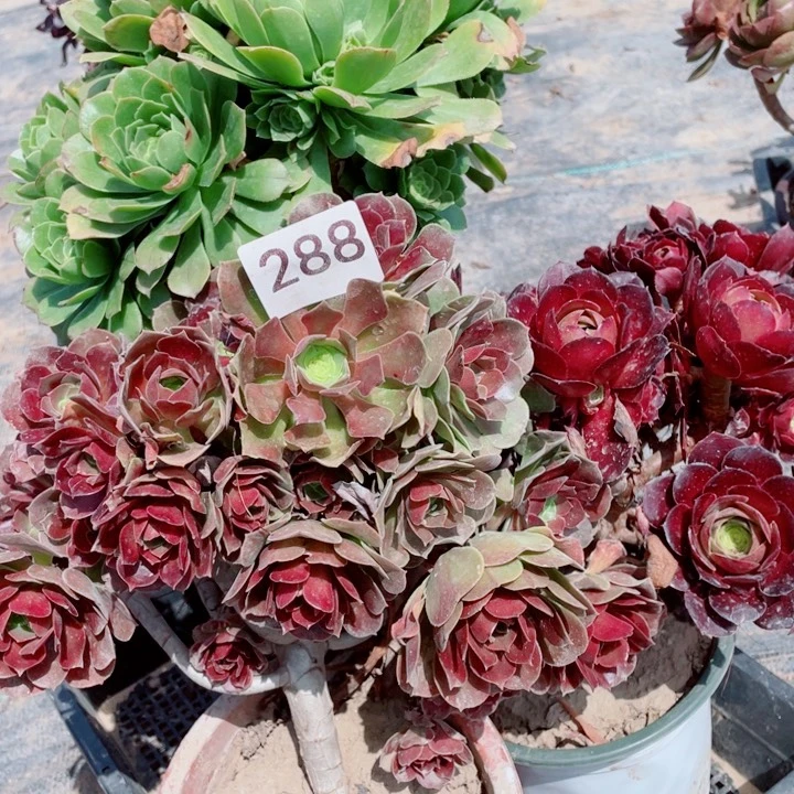 多肉植物组合288