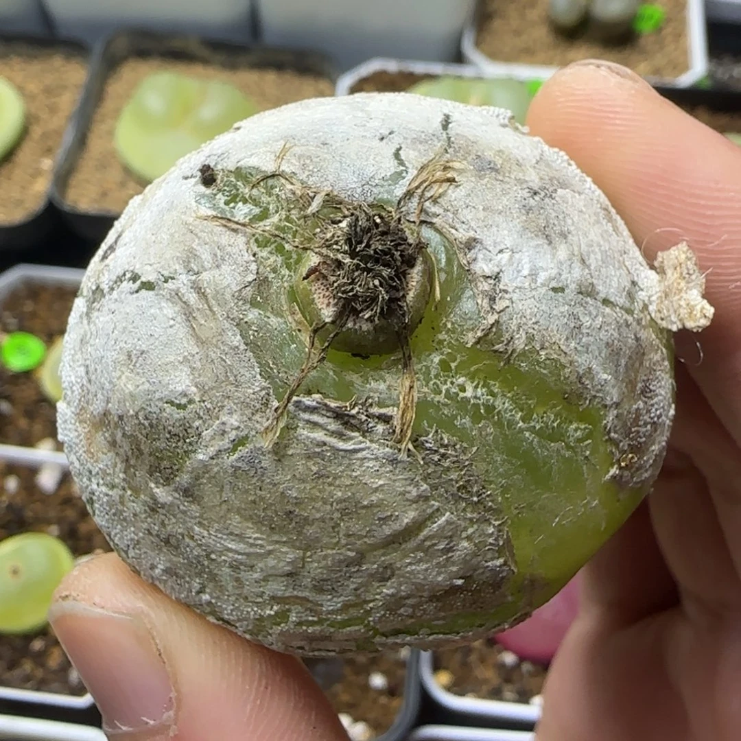 灯泡4.6+多肉植物34