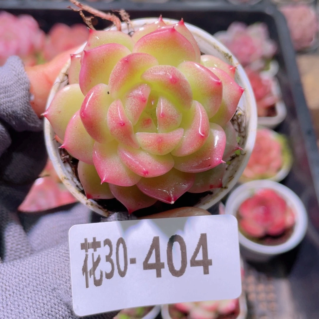 花利美30-404福利珍妮