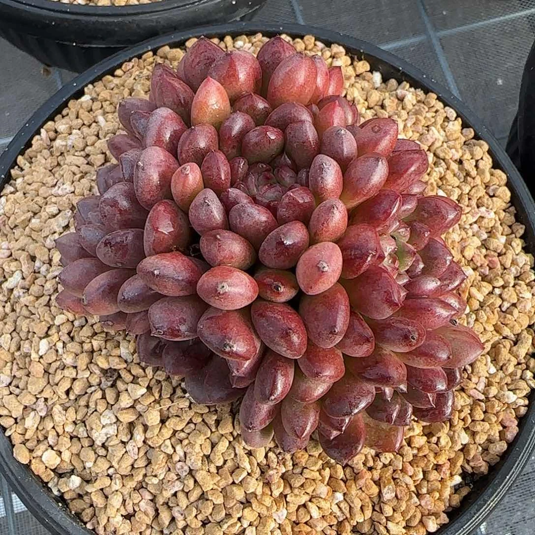 从前慢甄选多肉编号红宝石