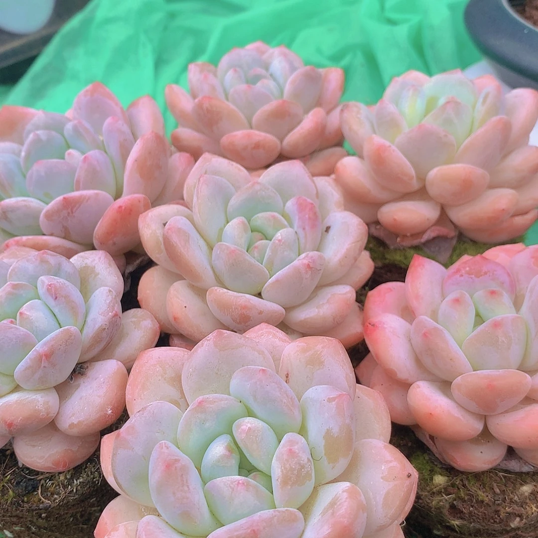 香罗单头4567889990009