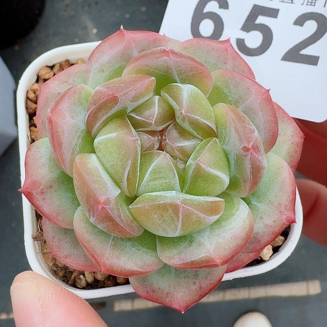 珍妮            精美多肉植物