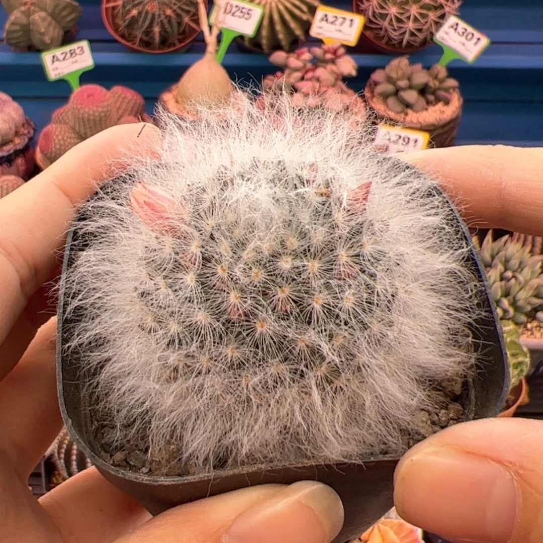 墨*?白云高纱。