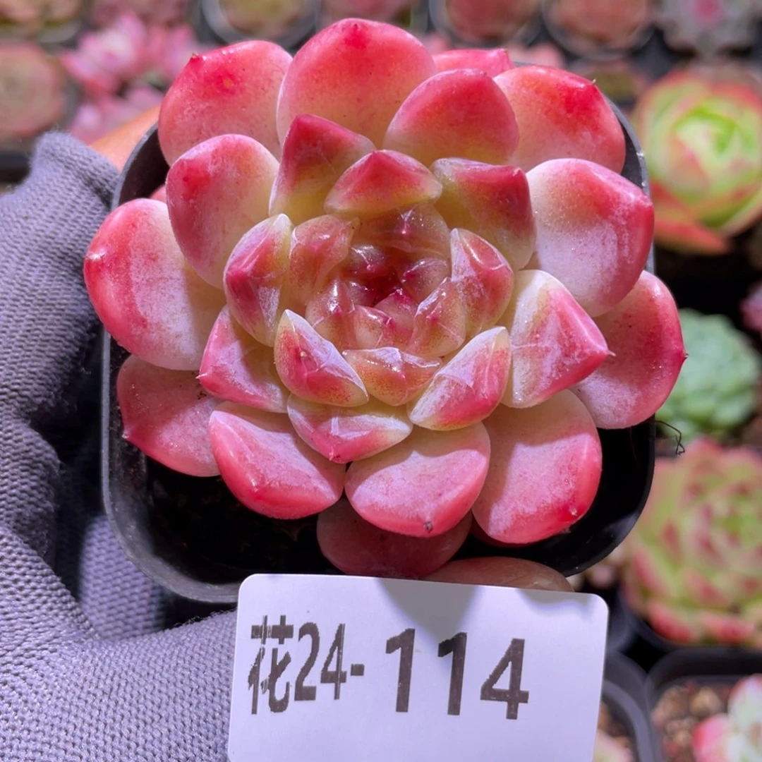 花利美24-114秘境冰魄