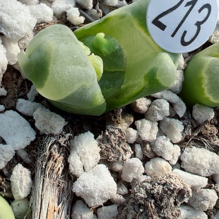 缥*213好11111111111