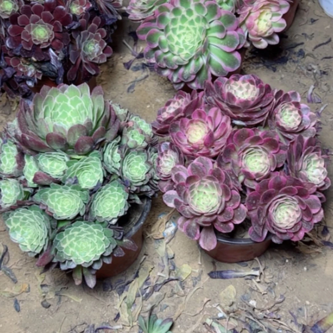 【闪购商品】多肉植物两个1