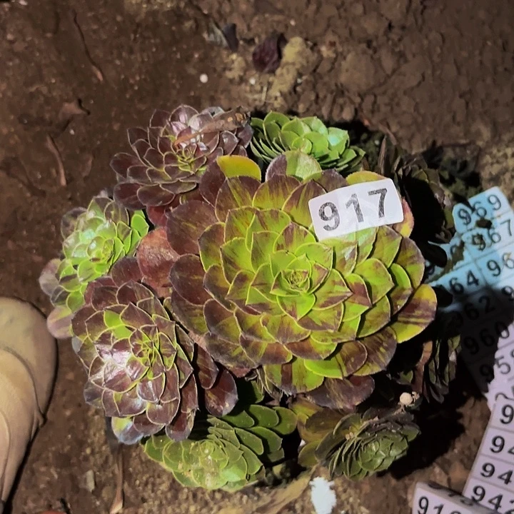 917花月夜多肉植物