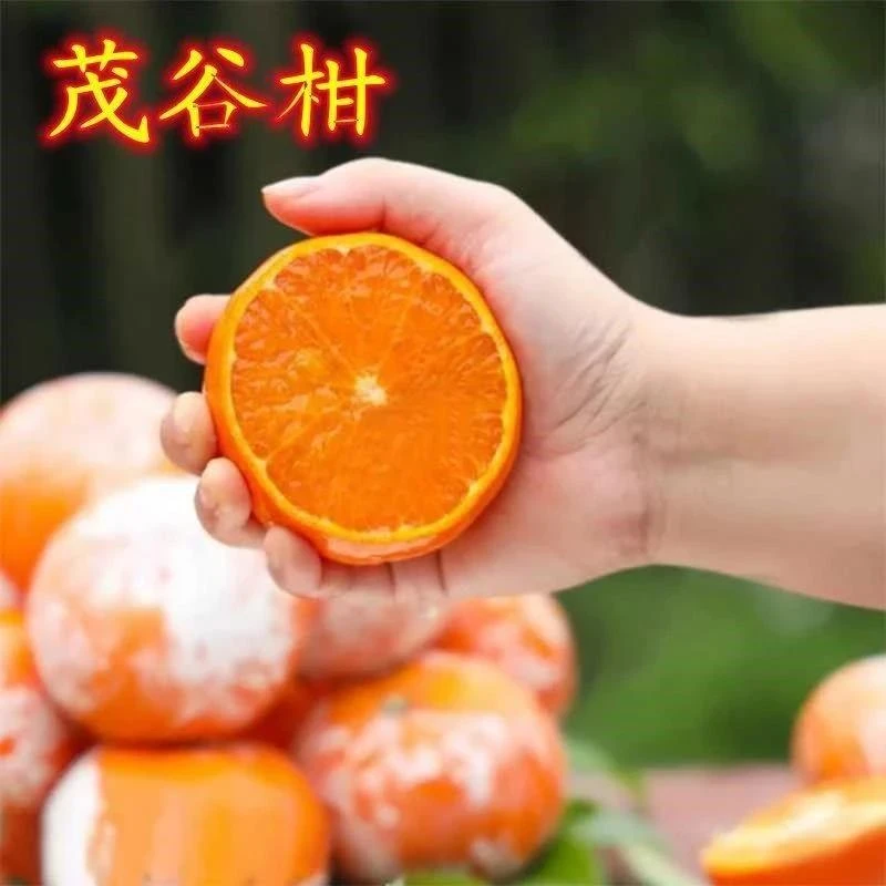 茂谷柑树苗正宗广西嫁接桔子苗无籽无核柑桔苗南北方种植盆栽地栽