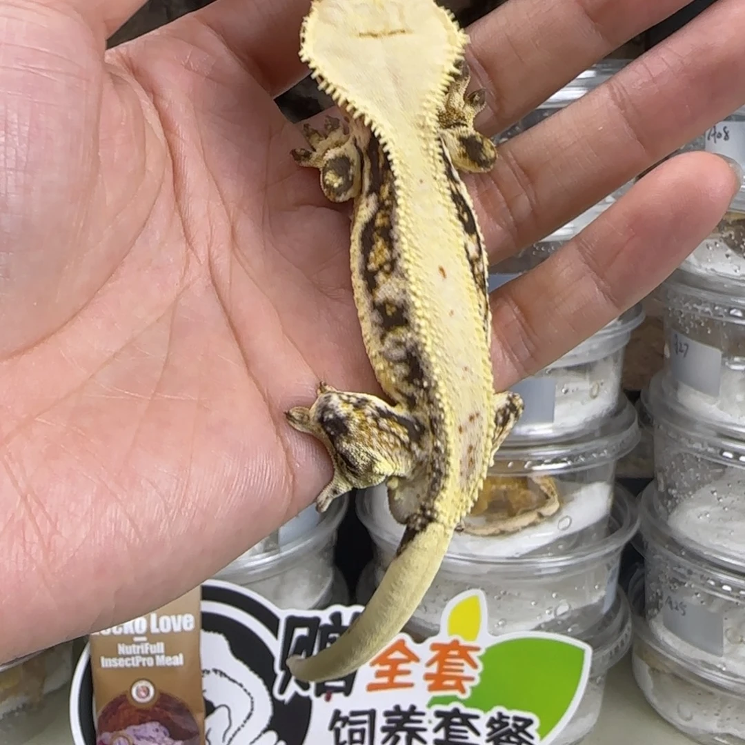 *****睫角守宫三色莉莉