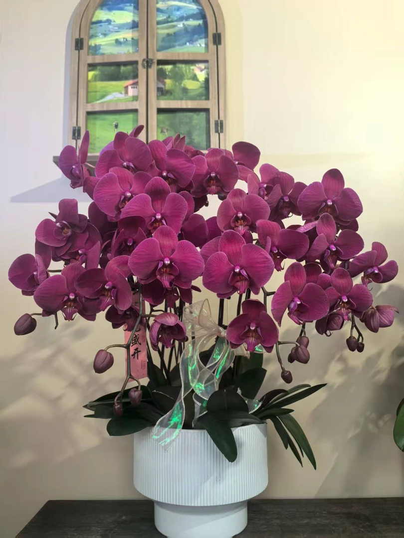 幽梦  水到渠成 蝴蝶兰 紫红色花型 室内精品观赏 真花盆栽