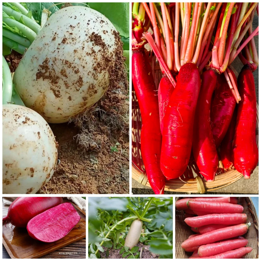【胡支书推荐】 萝卜   农家自种萝卜（当季新鲜，带泥发货）