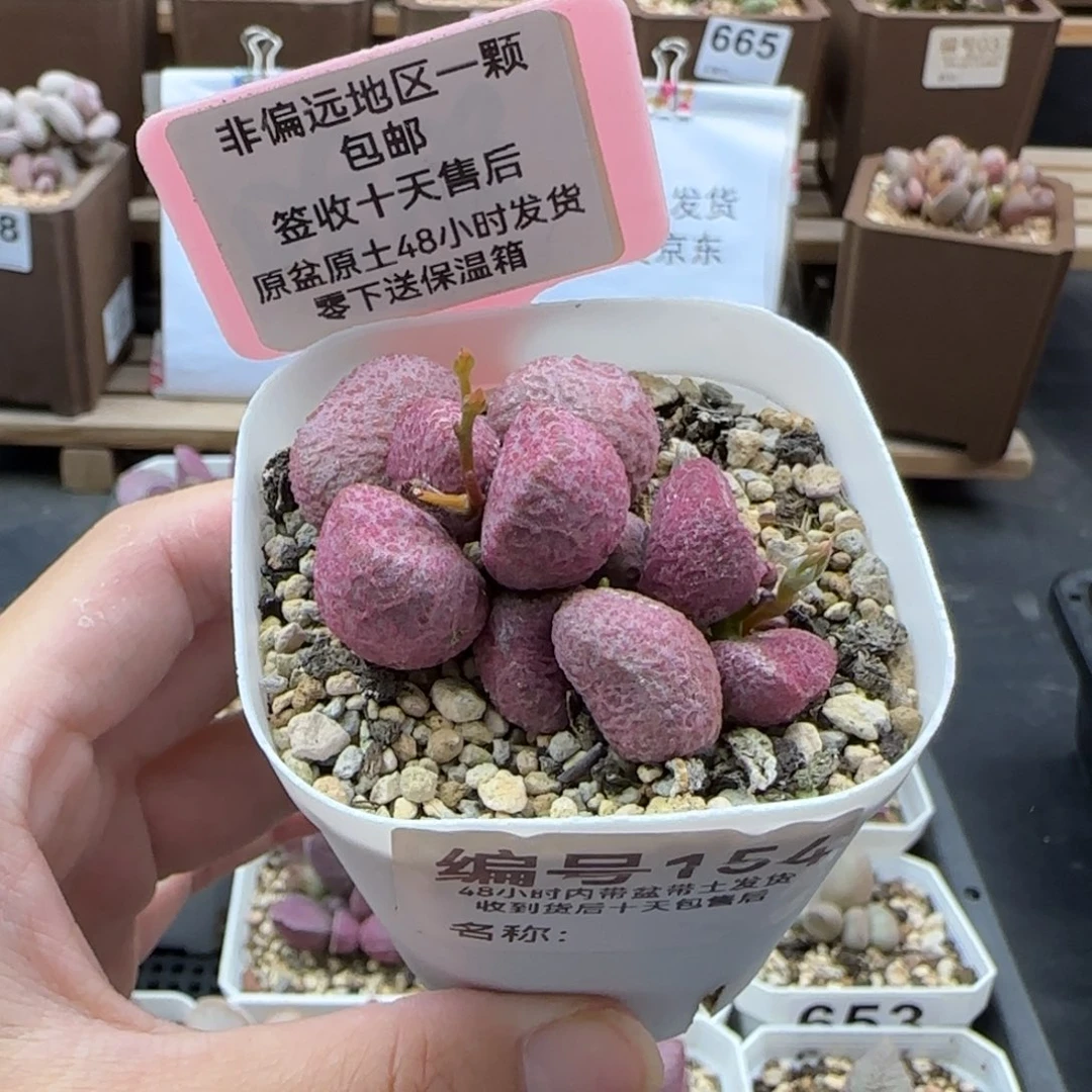 154夏娃多肉植物