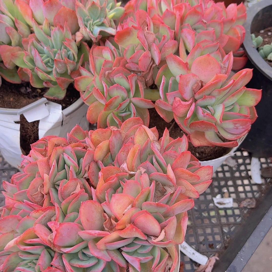 绮罗仙子缀化多头大盆