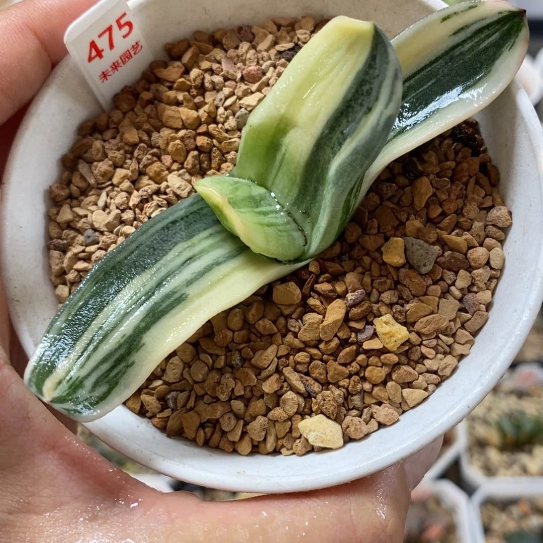 475蜗牛寿锦一物一图