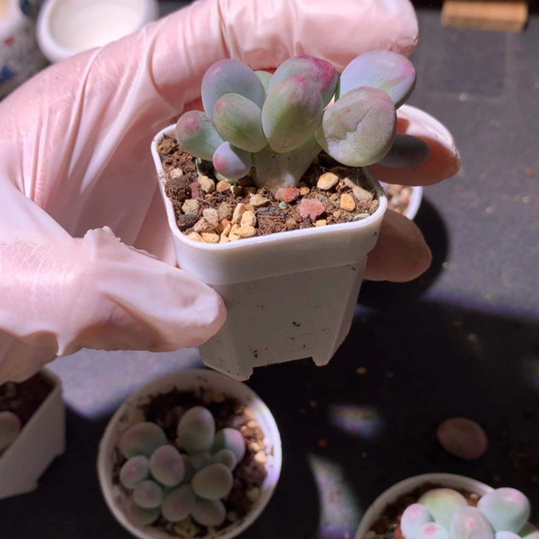 米可奶酪多肉小板子米可奶