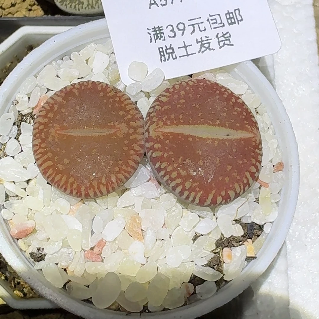 577多肉哈哈哈哈哈哈哈