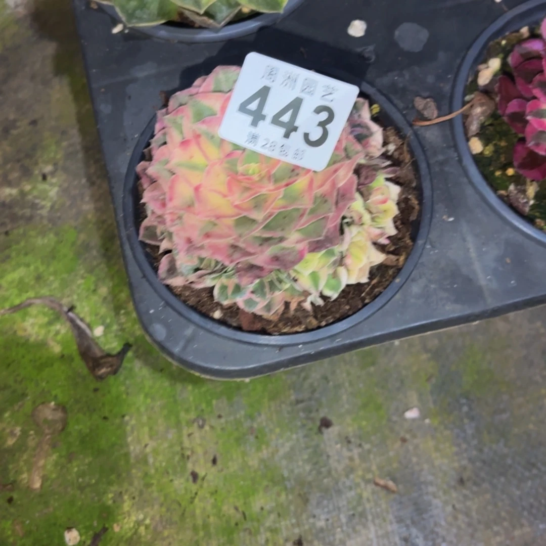 发***美小玉芙蓉带盆土发货443