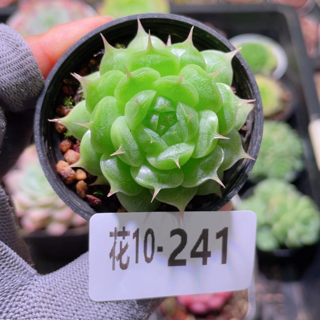 花利美 10-241海王