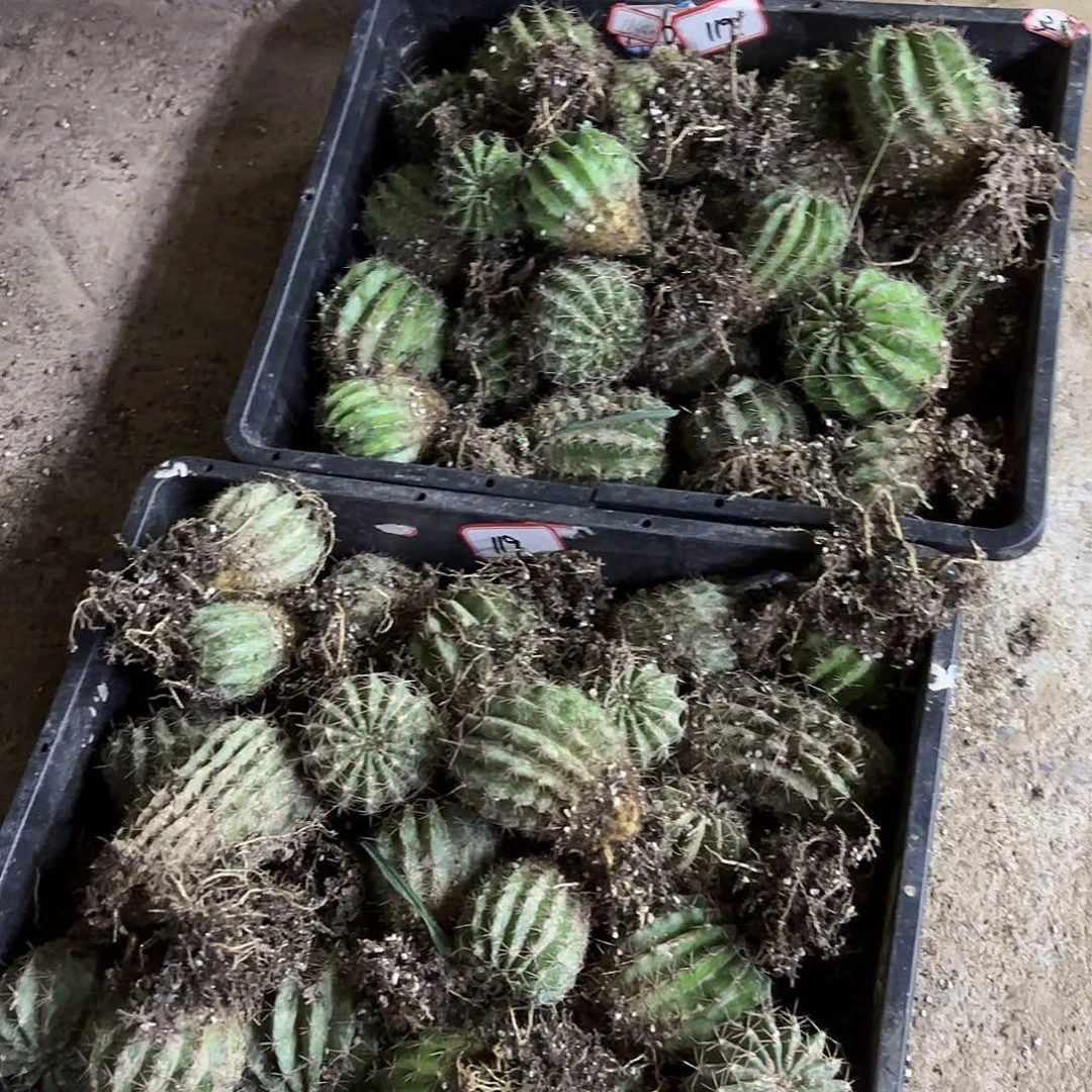 带根6品侧牙20包邮仙人球瑕疵