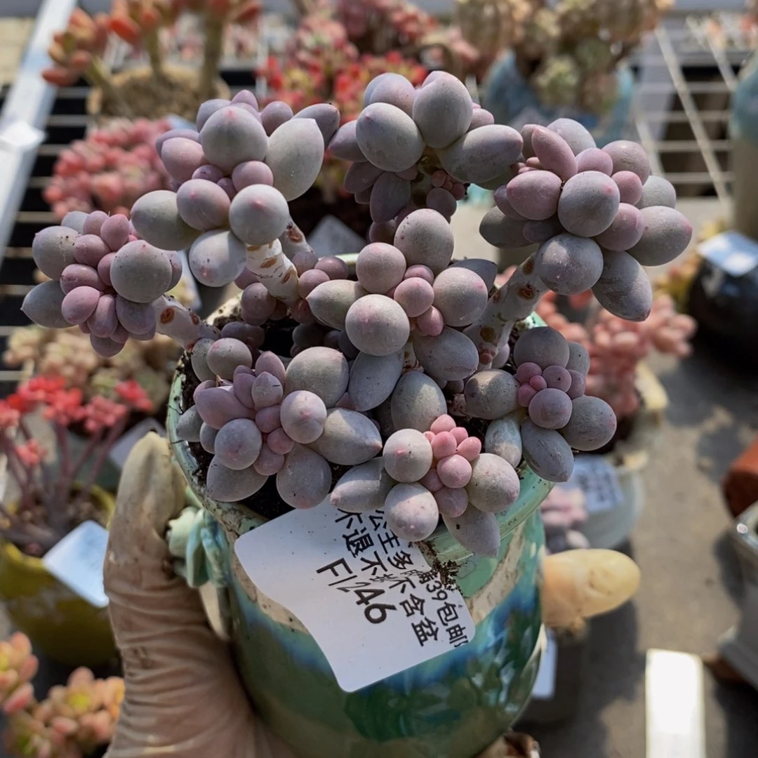 小**⭐香水手指246/9c m