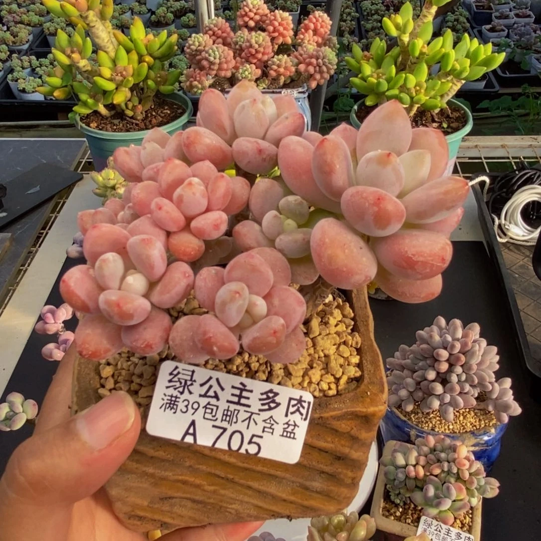 705樱花洛神多肉8c m