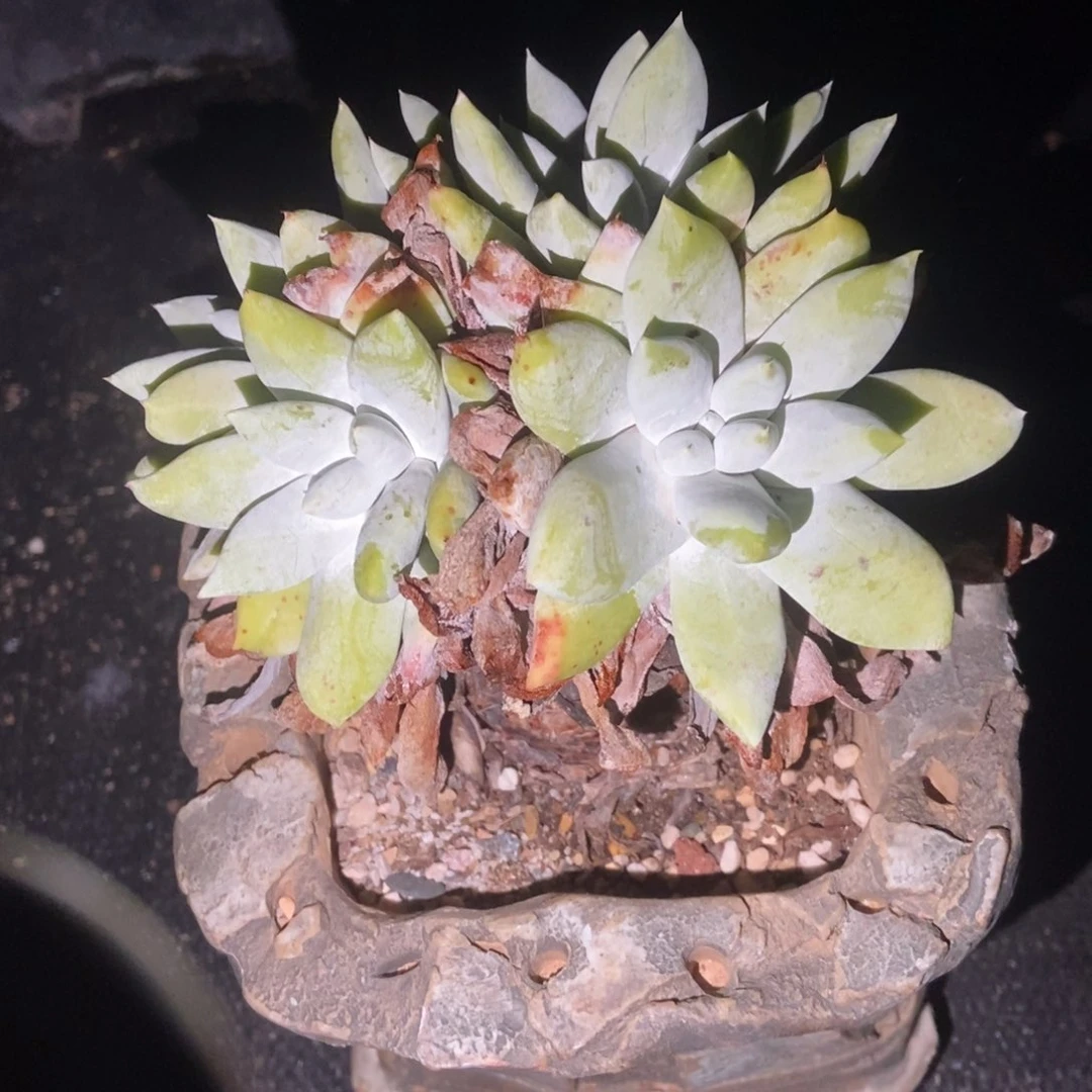 峻***岭福利处理多肉植物啦