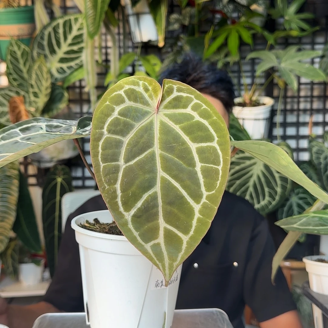 H***計完全开放一物一拍U109