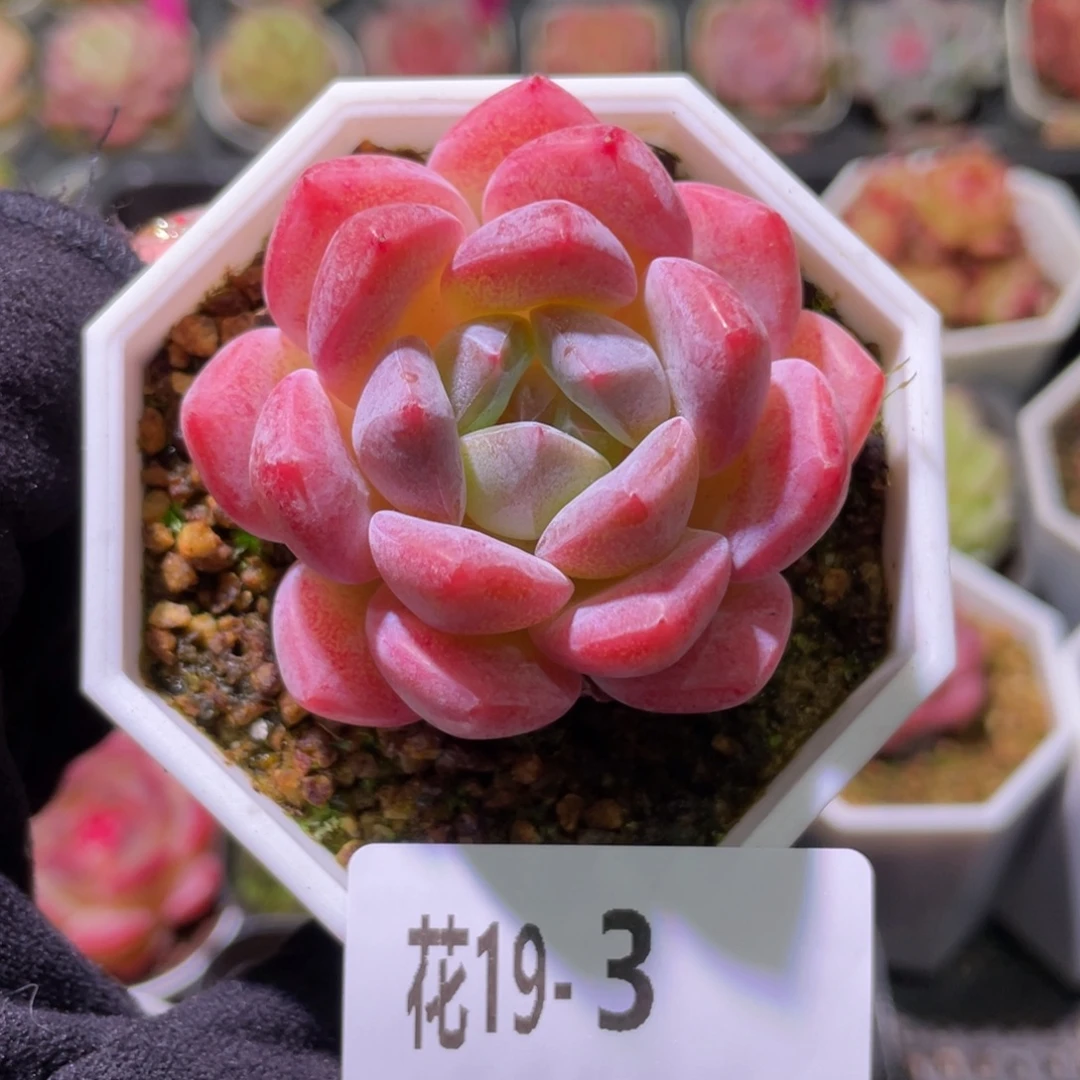 花利美19-3精选糖心