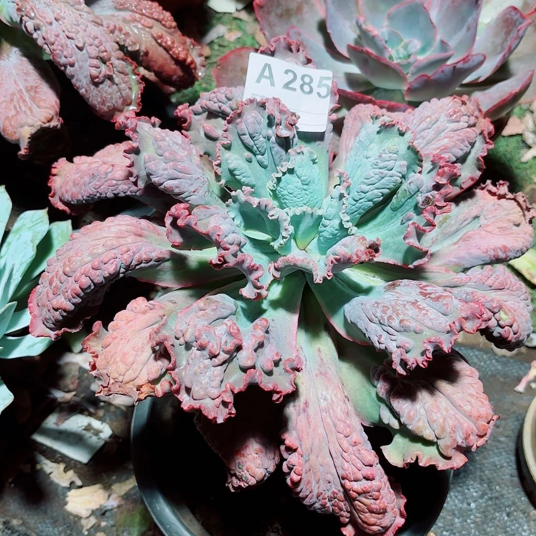 朱***具嘉年华多肉植物285