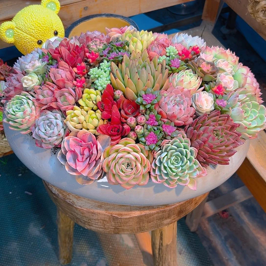 太空舱化作多肉植物