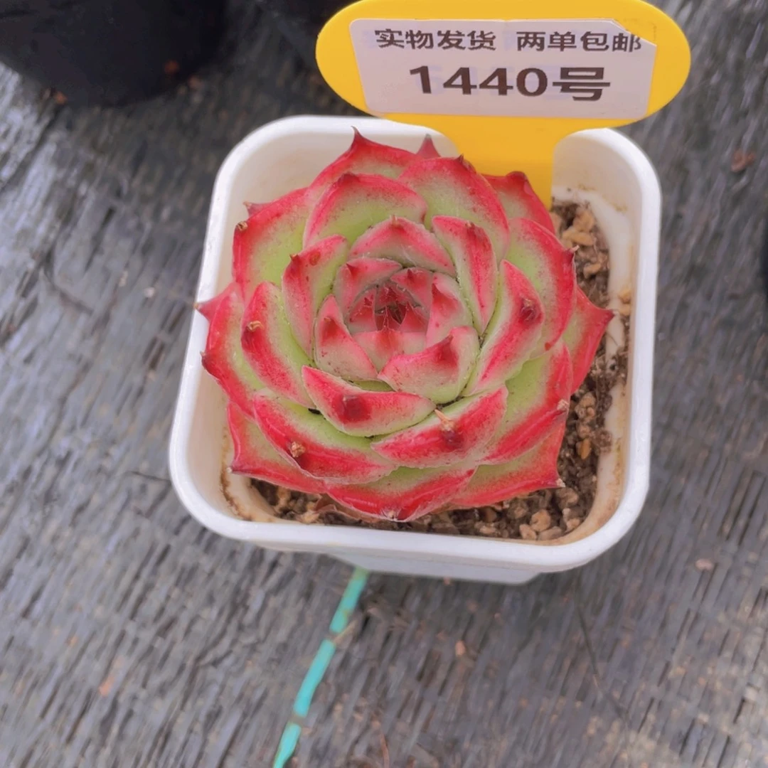1440号 睫毛爱丽丝玫瑰