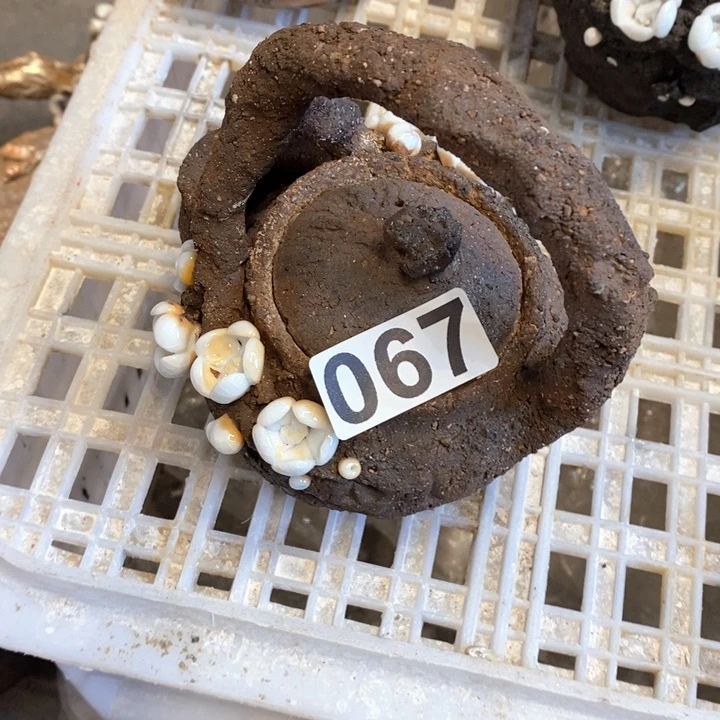 杯若*客柴烧茶具等系列产品