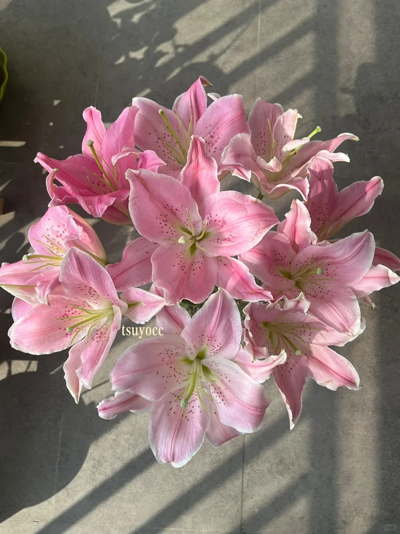 百合河马粉-云南直发家庭养护生活鲜切花