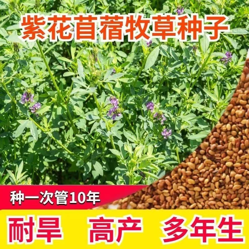 新疆大叶紫花苜蓿草种子多年生牧草苜蓿草牧歌4陇东苜蓿甘农系列