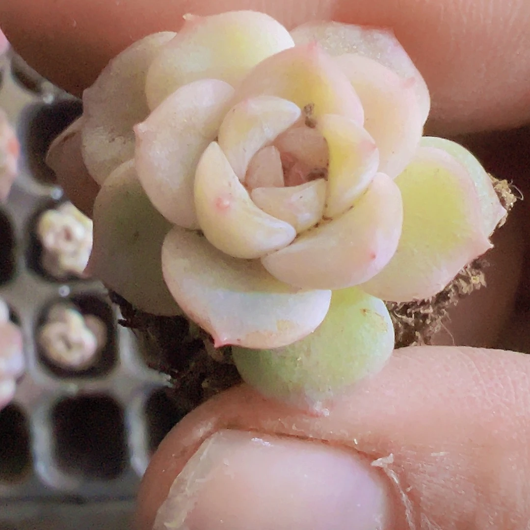 玉盏苗3个19包邮多肉