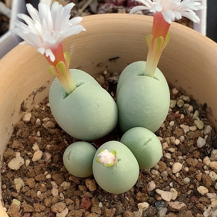 精品多肉植物精品多肉