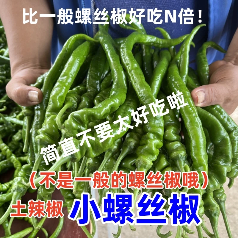 辣椒广西新鲜辣椒小螺丝椒薄皮软皮软香辣包邮