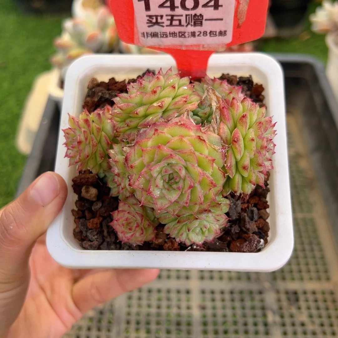 表妹精品多肉1404.