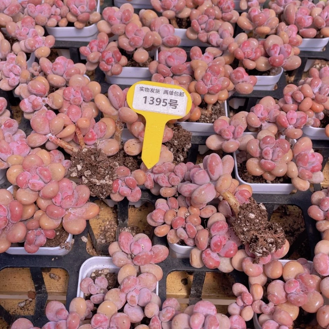 1395号 开播福利丸叶水光针粉桃蛋老桩组合6头起