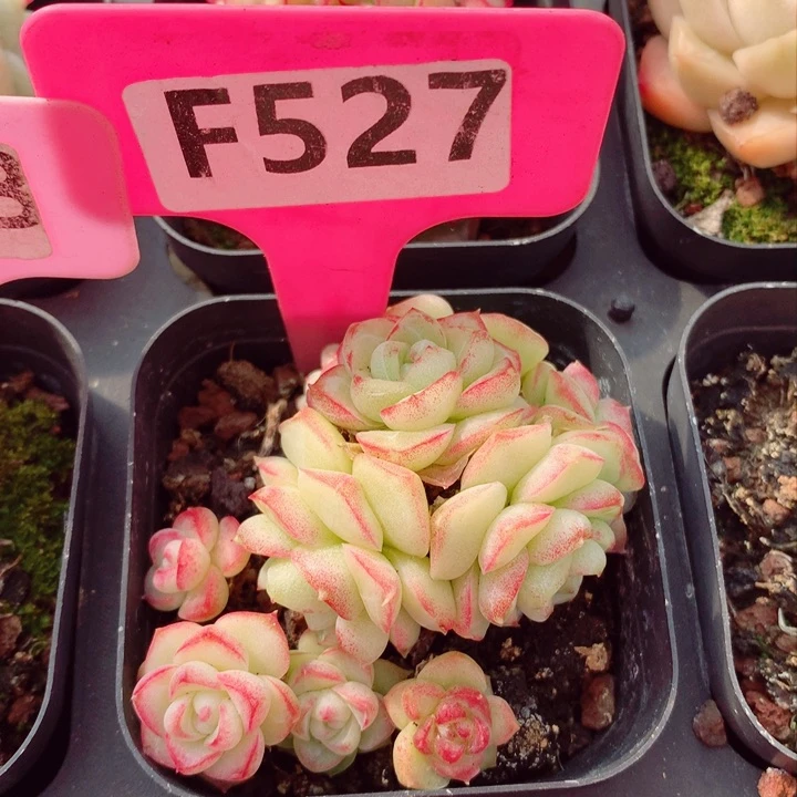 不知名6cm不包整群