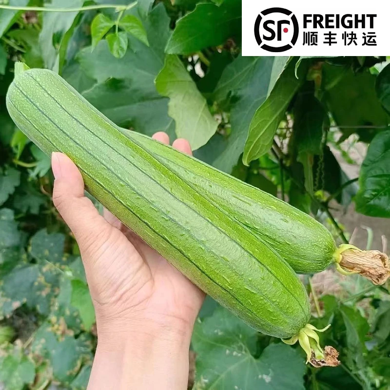 【本地丝瓜】江西本地农民自种丝瓜味美鲜当天采摘当天发货