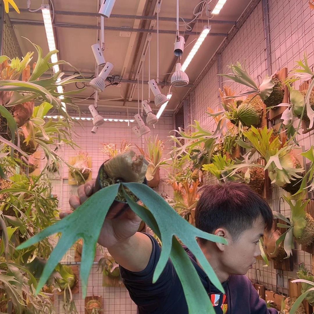 无花朵波哥苏丹a38